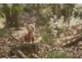 Little Dutch Srnka plyšová Fairy Garden